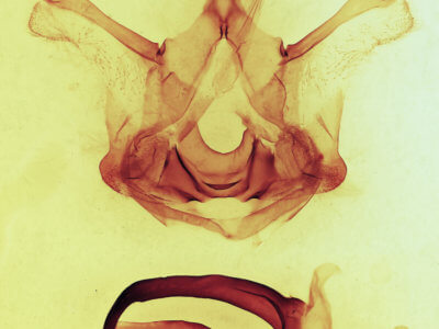 genitalia view of adult Symmerista canicosta