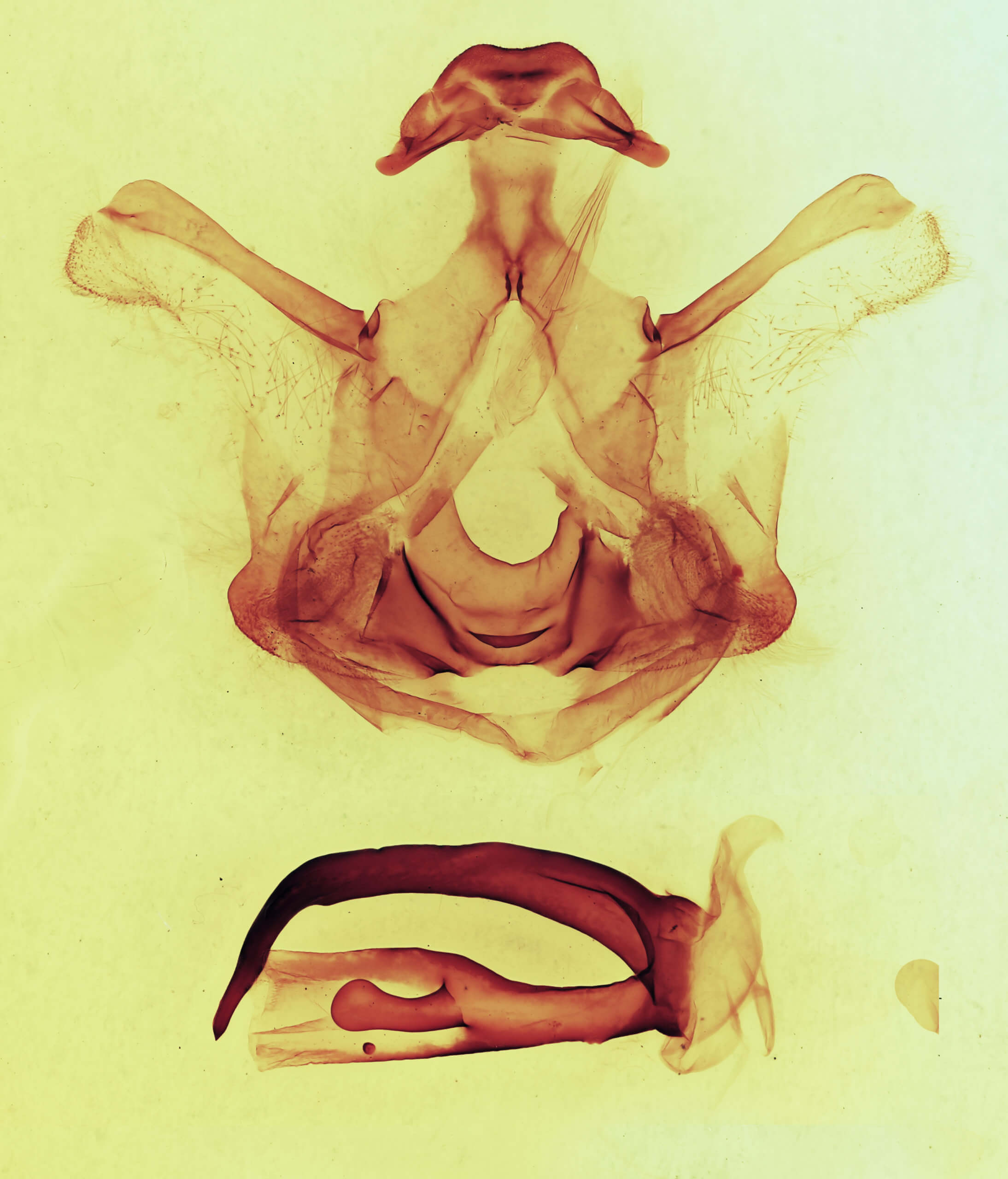 genitalia view of adult Symmerista canicosta