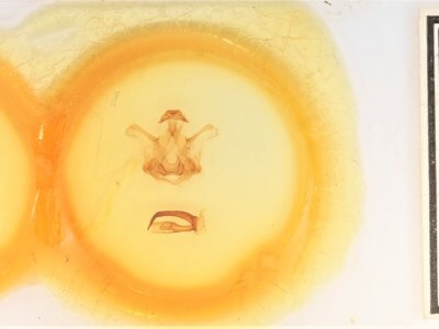 slide view of adult Symmerista canicosta