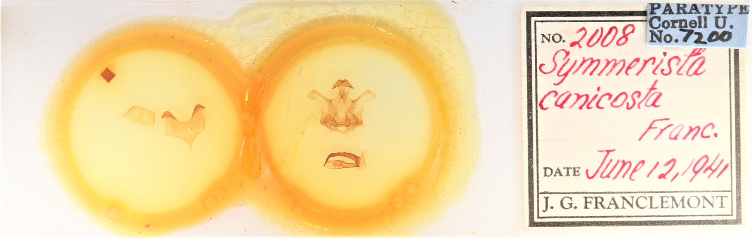 slide view of adult Symmerista canicosta