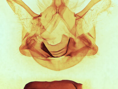 genitalia view of adult Symmerista canicosta