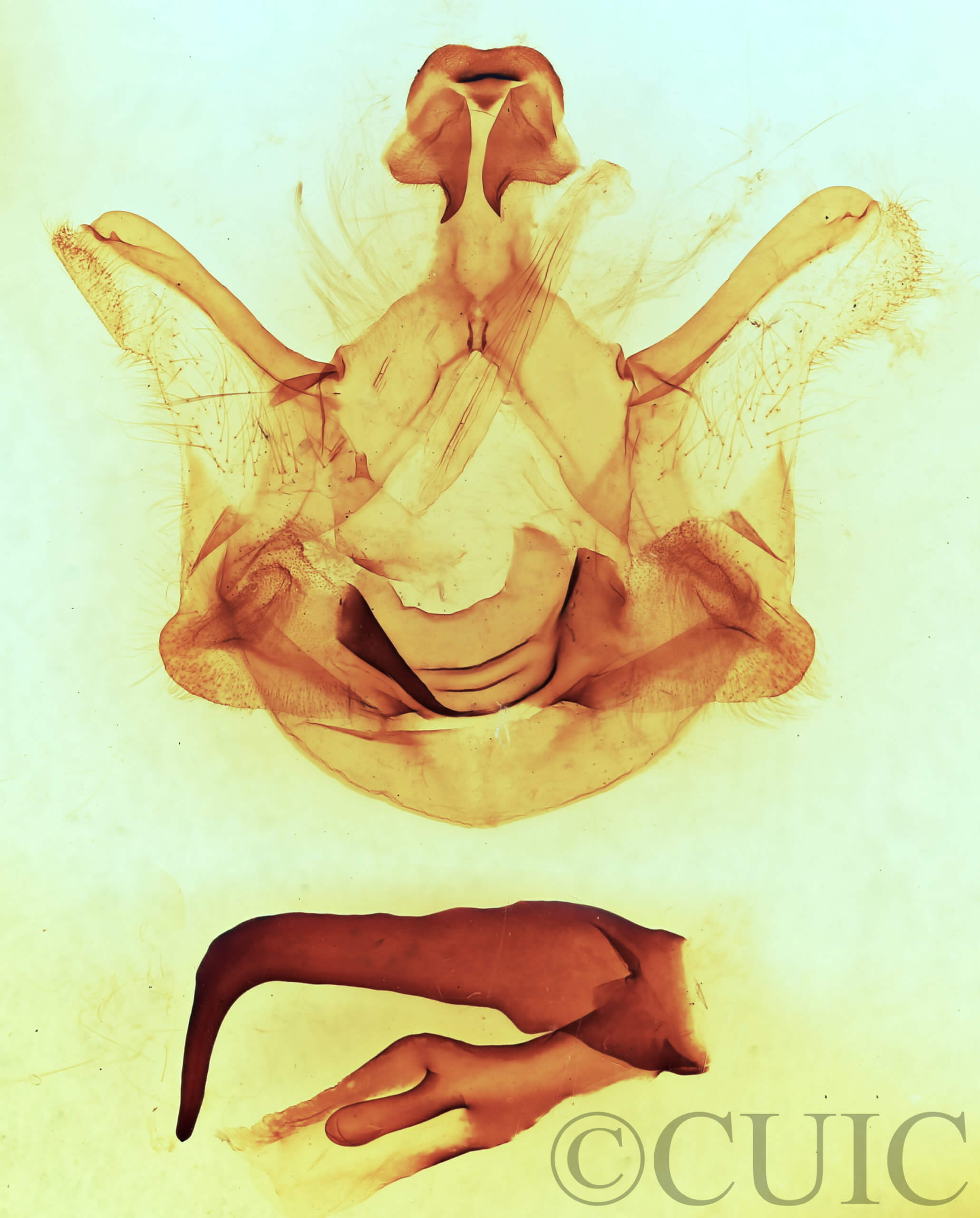 genitalia view of adult Symmerista canicosta