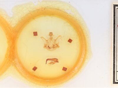 slide view of adult Symmerista canicosta