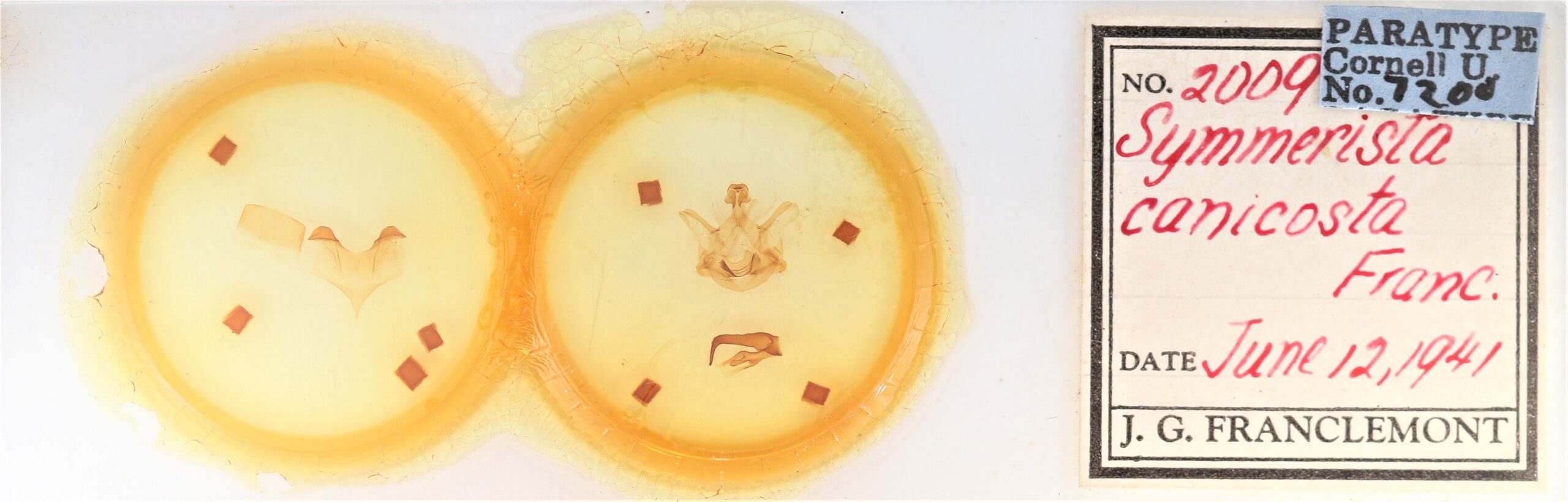 slide view of adult Symmerista canicosta