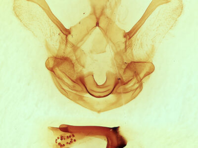 genitalia view of adult Symmerista leucitys