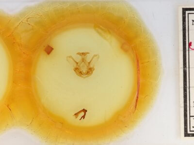 slide view of adult Symmerista leucitys