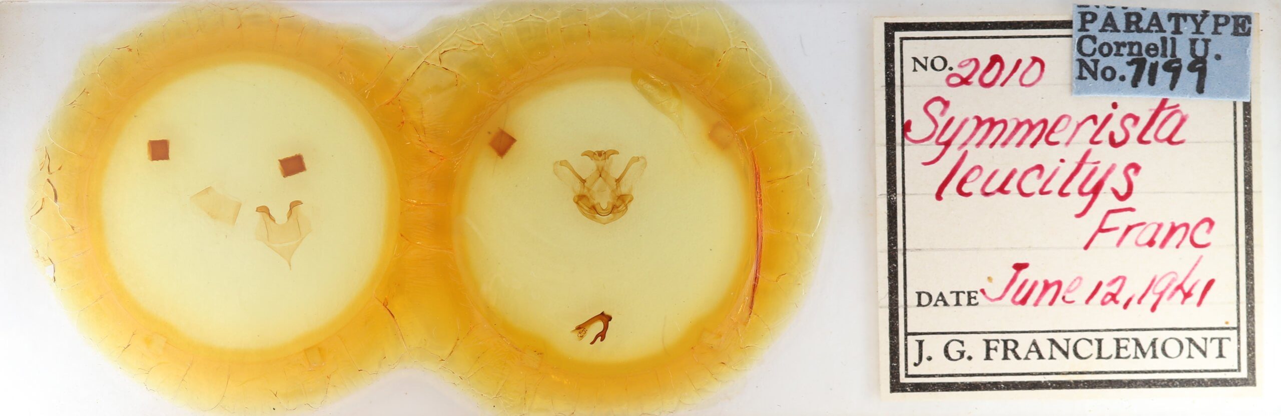 slide view of adult Symmerista leucitys