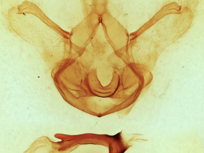 genitalia view of adult Symmerista leucitys