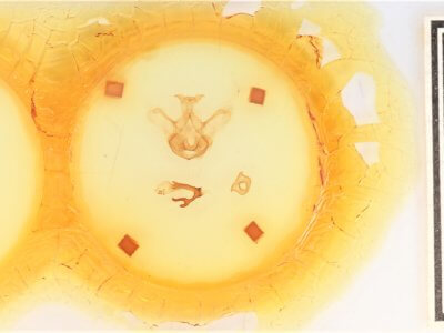 slide view of adult Symmerista leucitys