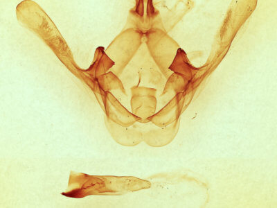 genitalia view of adult Cecrita guttivitta