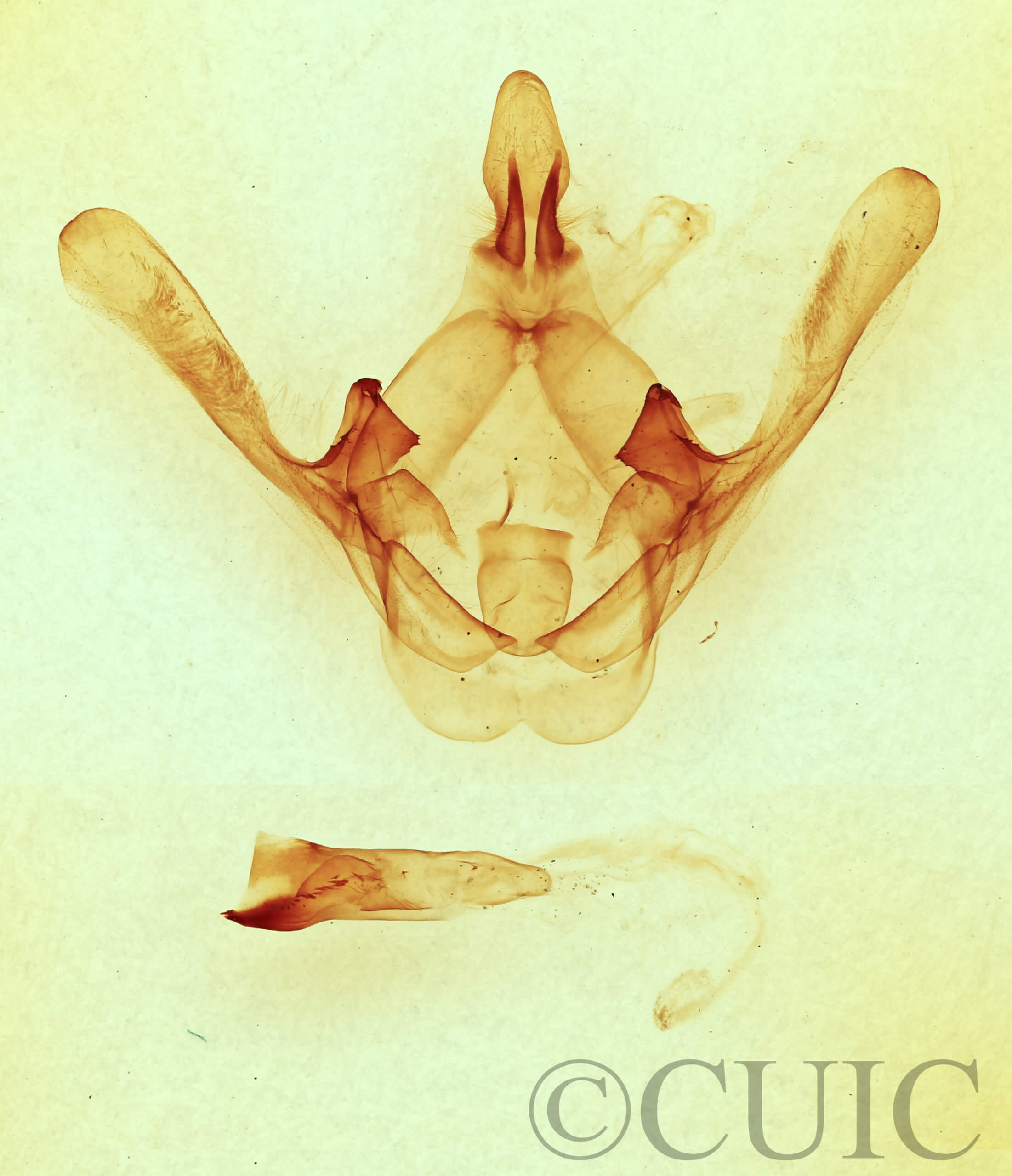 genitalia view of adult Cecrita guttivitta