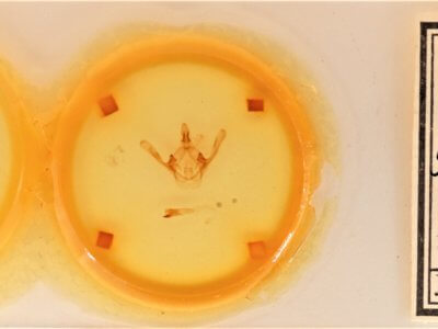 slide view of adult Cecrita guttivitta