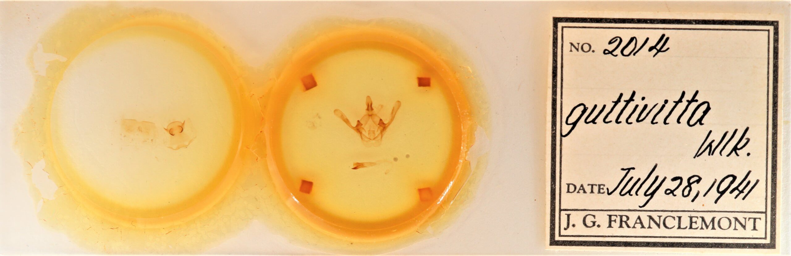 slide view of adult Cecrita guttivitta