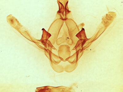 genitalia view of adult Cecrita guttivitta