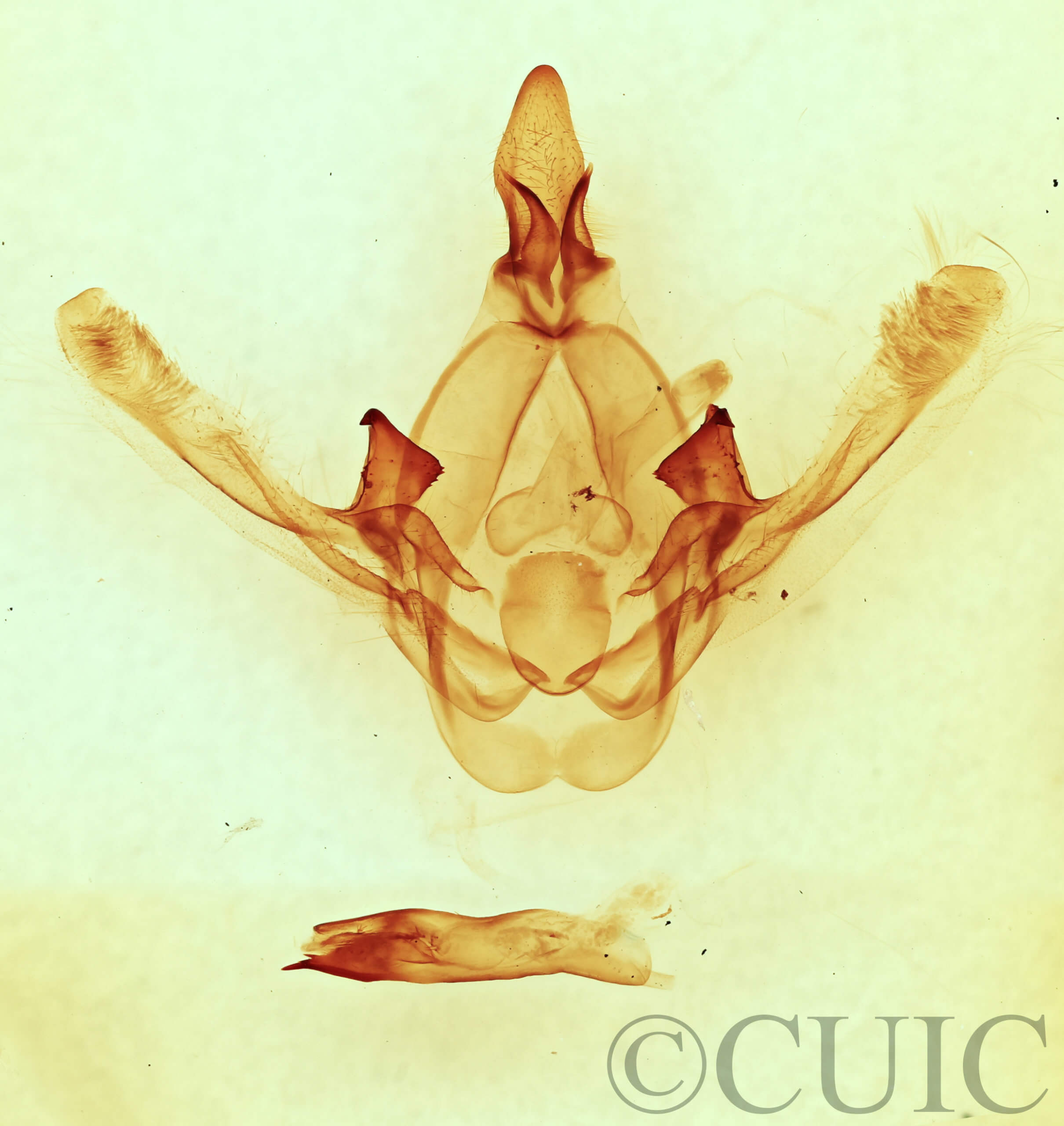 genitalia view of adult Cecrita guttivitta