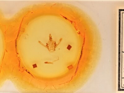 slide view of adult Cecrita guttivitta