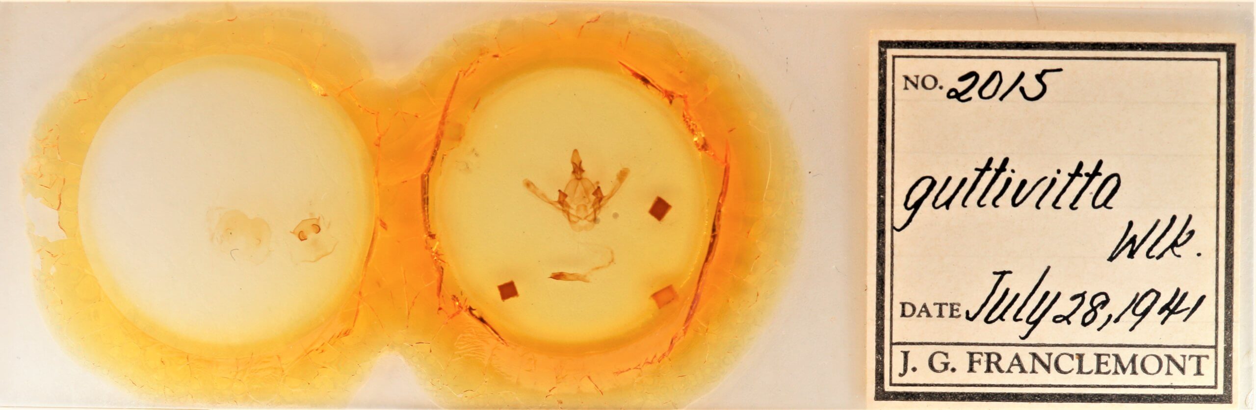 slide view of adult Cecrita guttivitta