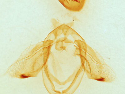 genitalia view of adult Ellida caniplaga
