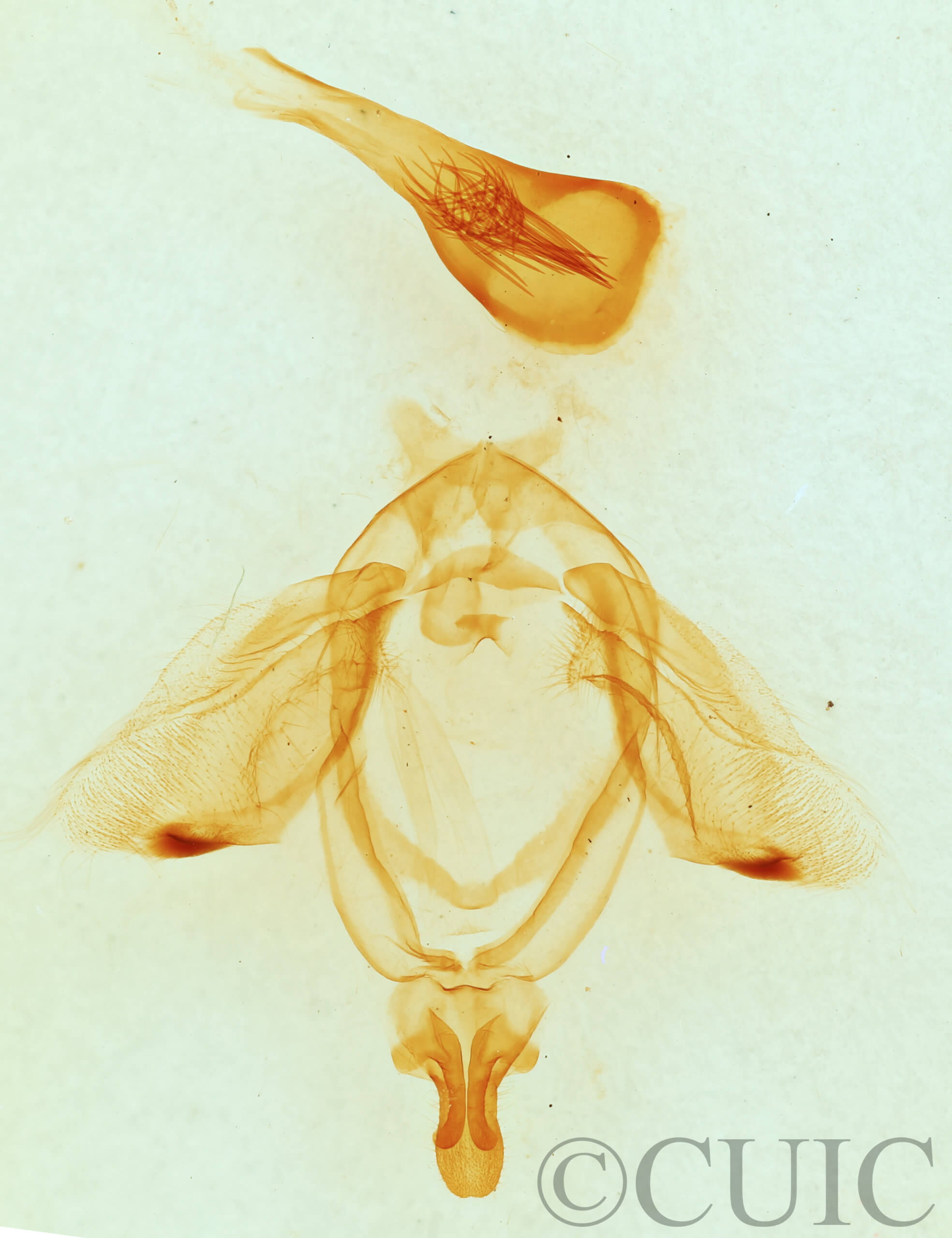 genitalia view of adult Ellida caniplaga