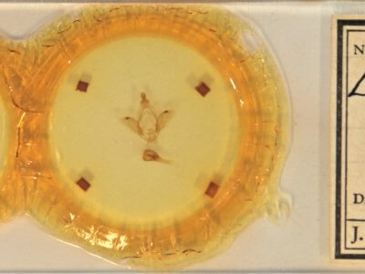 slide view of adult Ellida caniplaga