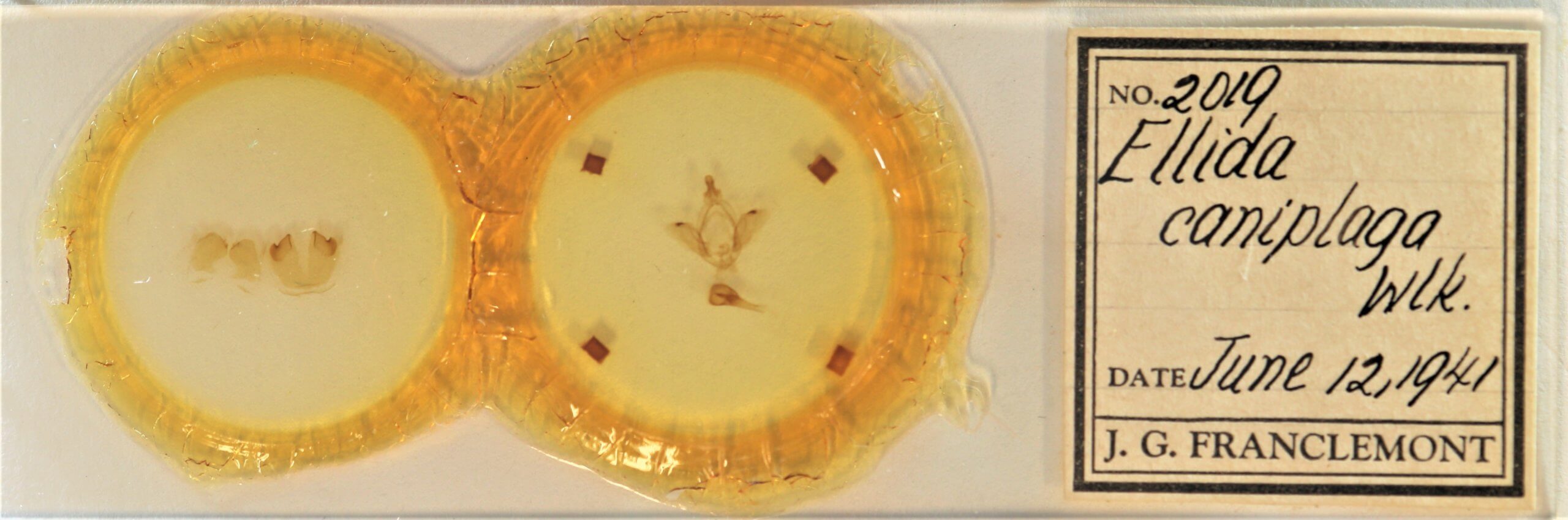 slide view of adult Ellida caniplaga