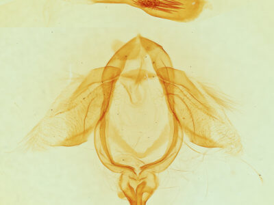 genitalia view of adult Ellida caniplaga