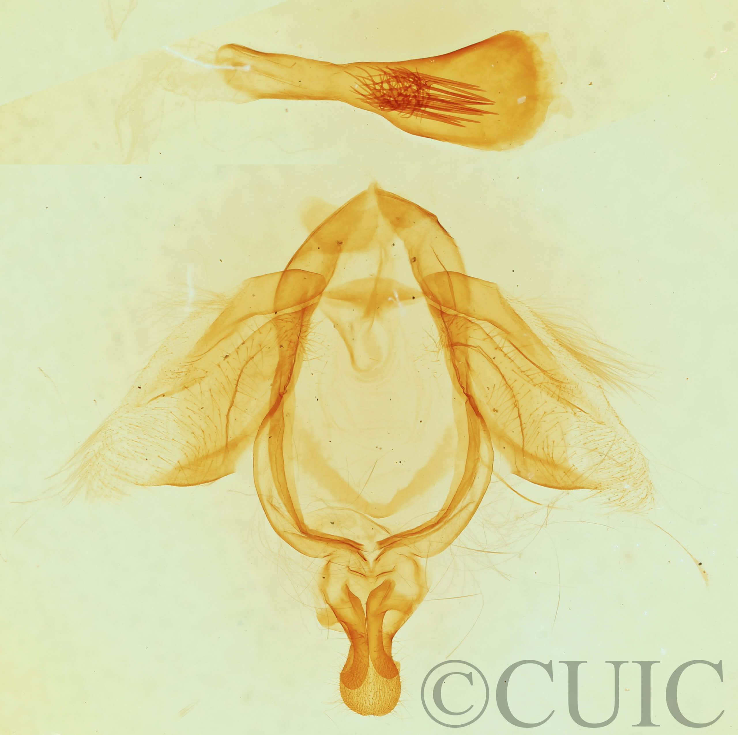 genitalia view of adult Ellida caniplaga