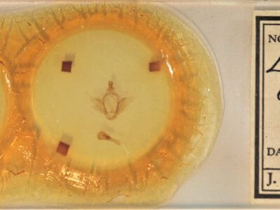 slide view of adult Ellida caniplaga