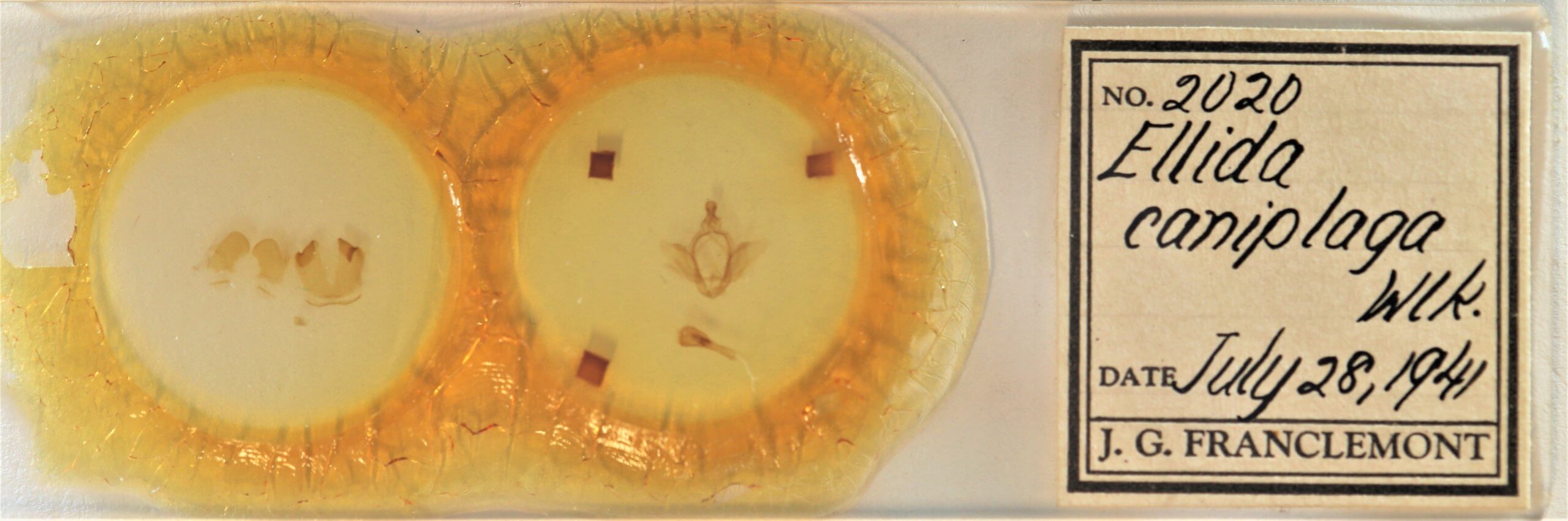 slide view of adult Ellida caniplaga