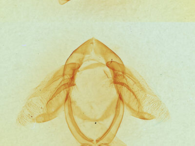 genitalia view of adult Ellida caniplaga