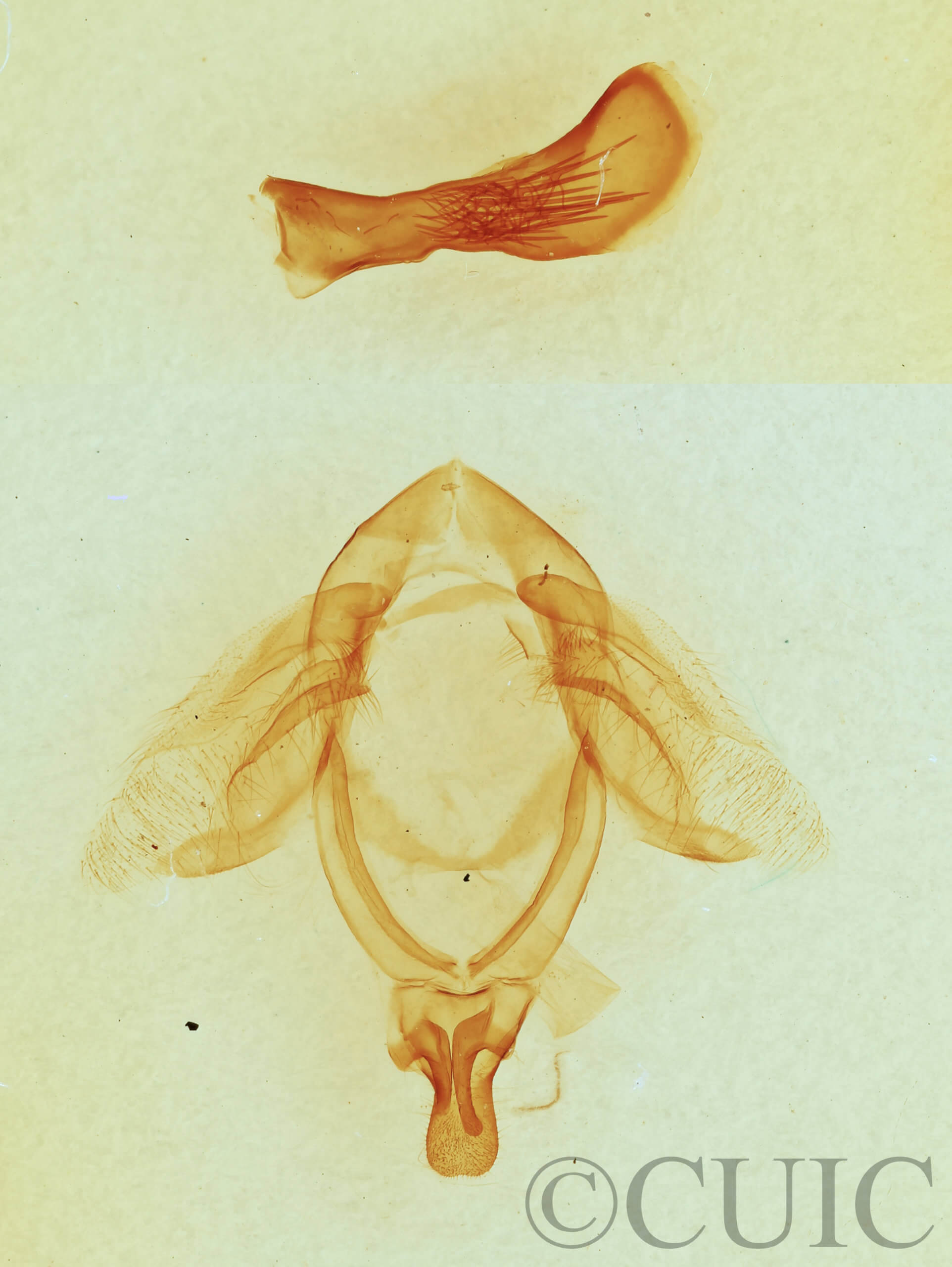 genitalia view of adult Ellida caniplaga