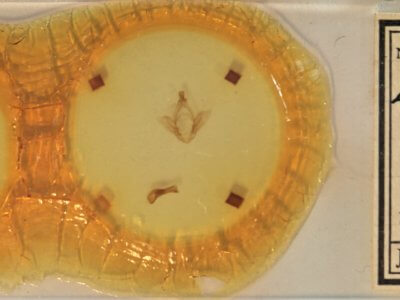 slide view of adult Ellida caniplaga