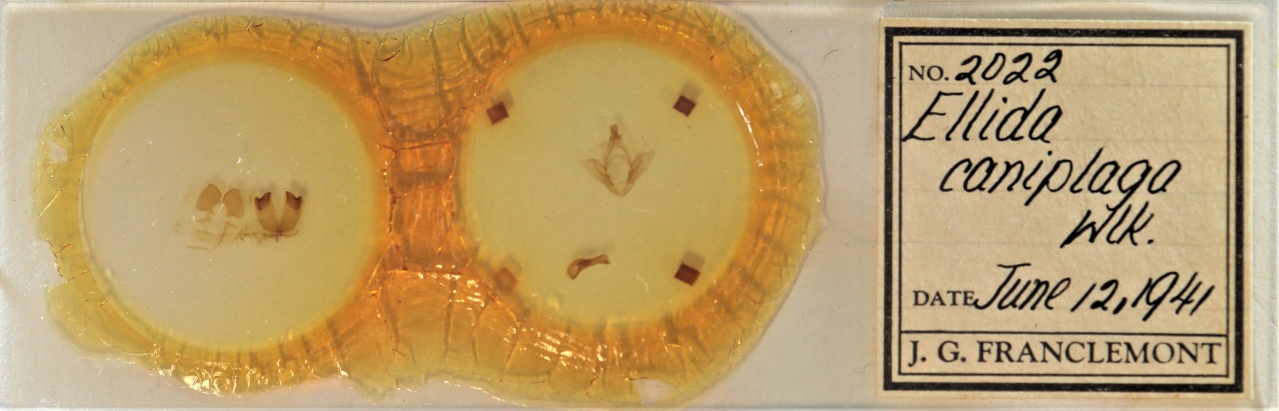slide view of adult Ellida caniplaga