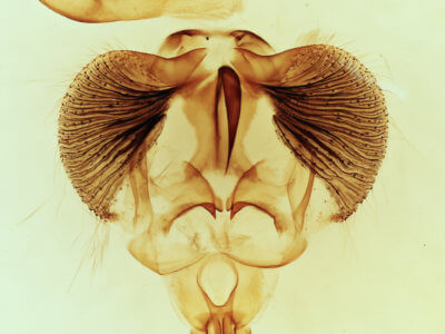 genitalia view of adult Clostera inclusa