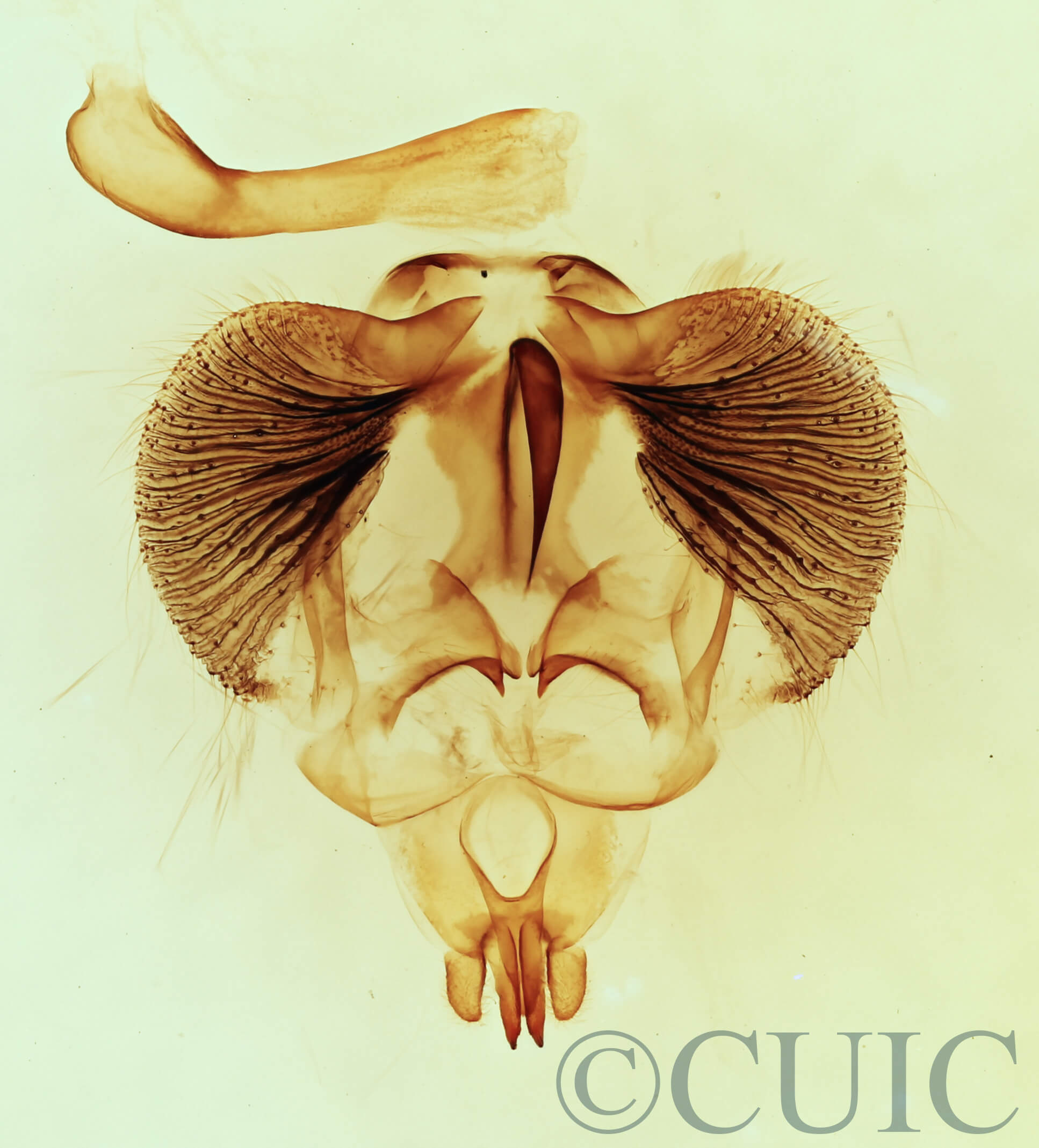 genitalia view of adult Clostera inclusa