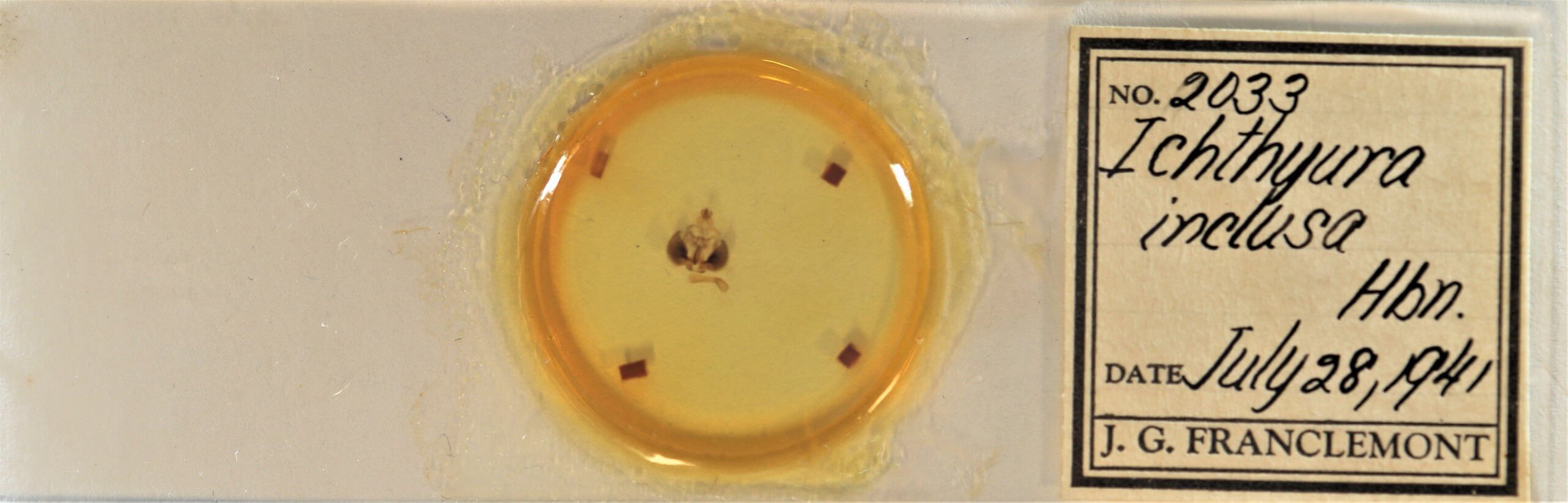 slide view of adult Clostera inclusa