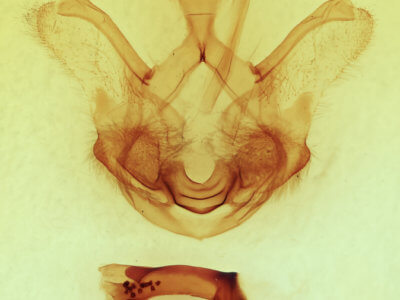 genitalia view of adult Symmerista leucitys