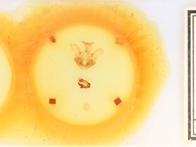 slide view of adult Symmerista leucitys