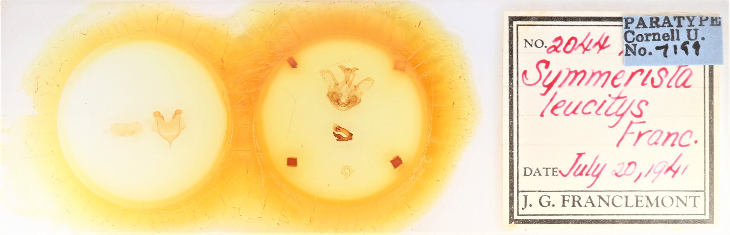 slide view of adult Symmerista leucitys