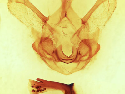 genitalia view of adult Symmerista leucitys