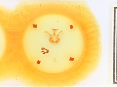 slide view of adult Symmerista leucitys