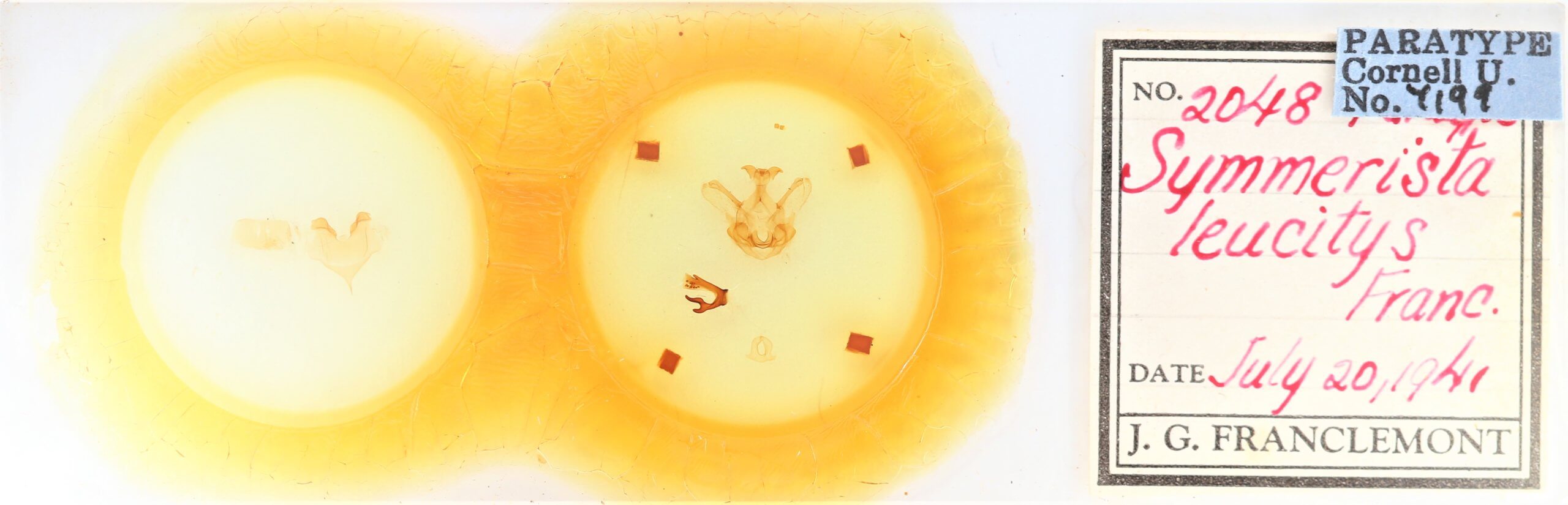 slide view of adult Symmerista leucitys