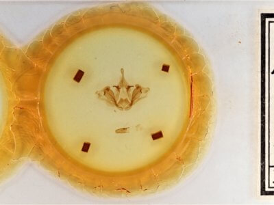 slide view of adult Datana integerrima