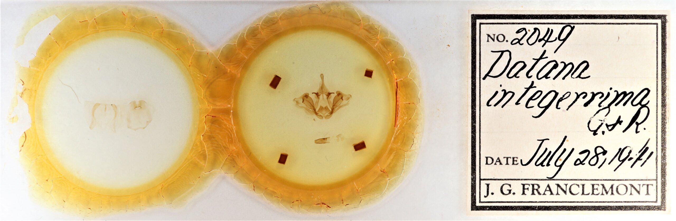 slide view of adult Datana integerrima