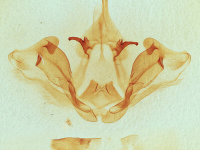 genitalia view of adult Datana integerrima