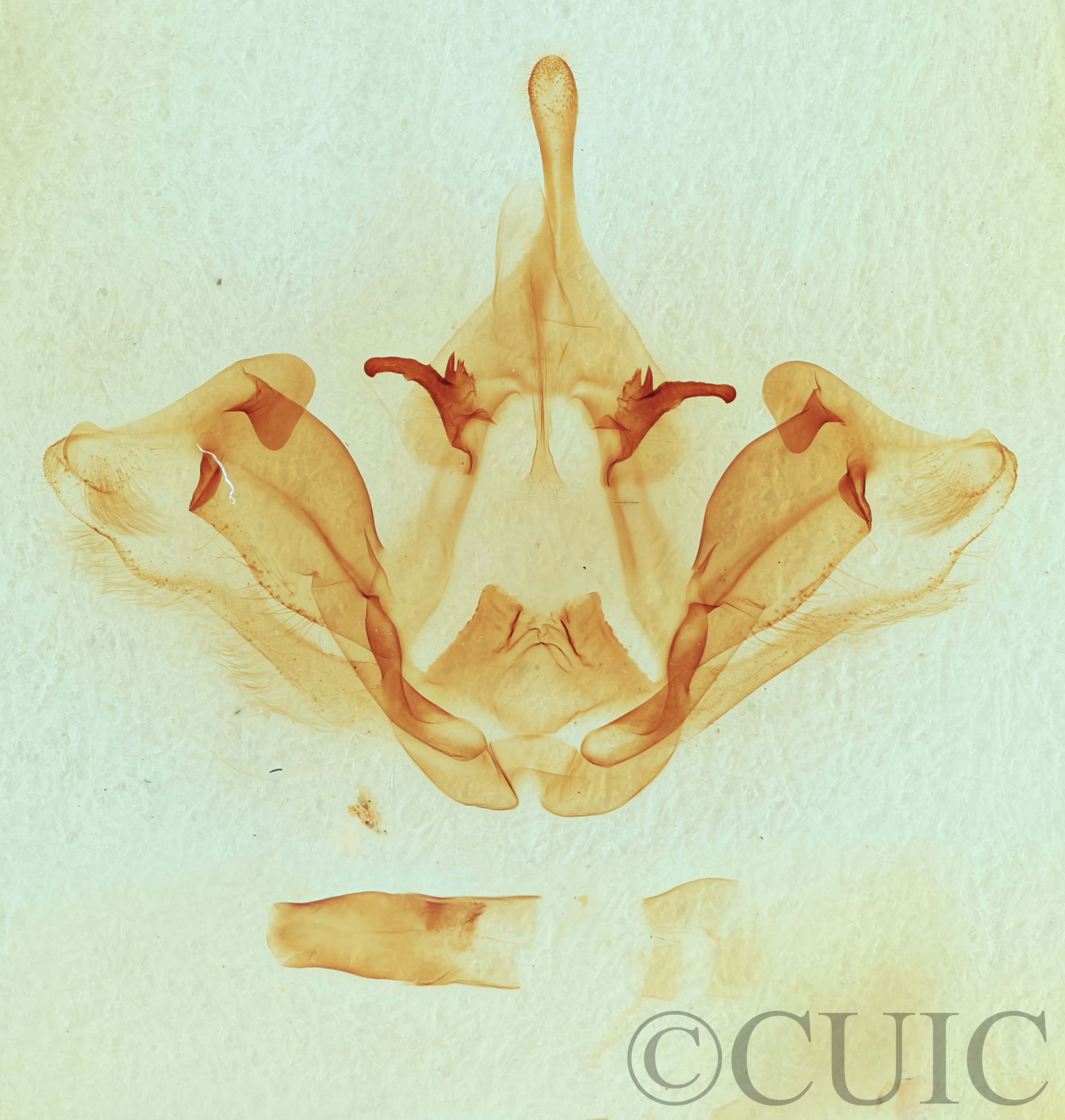 genitalia view of adult Datana integerrima
