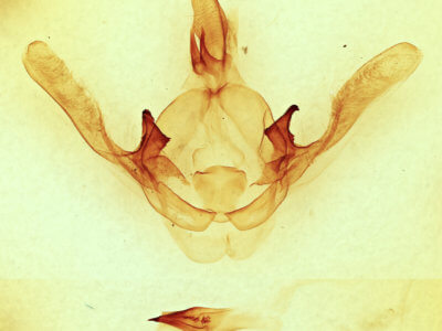 genitalia view of adult Cecrita guttivitta