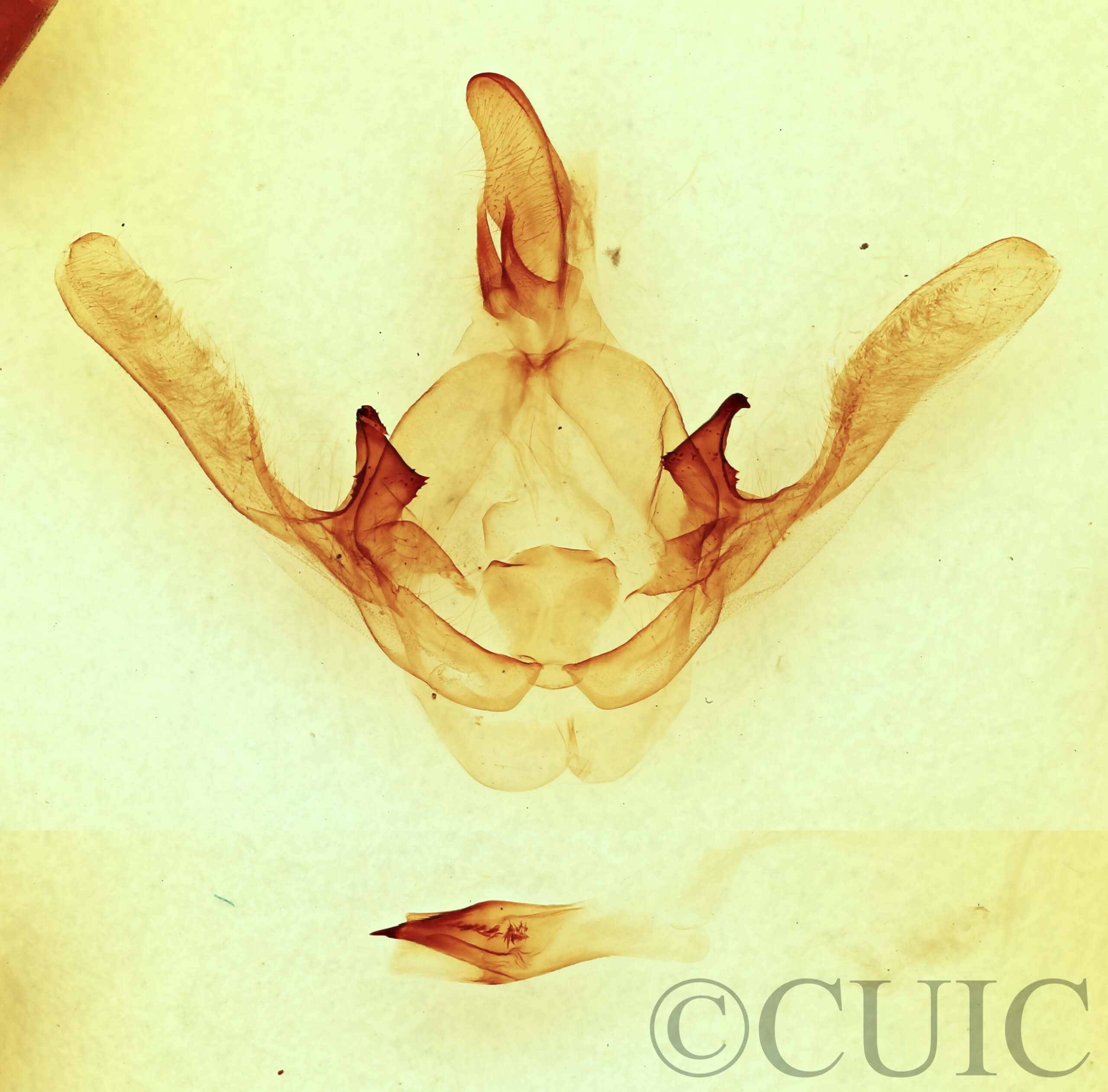 genitalia view of adult Cecrita guttivitta