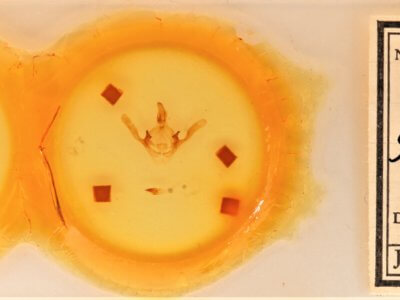 slide view of adult Cecrita guttivitta