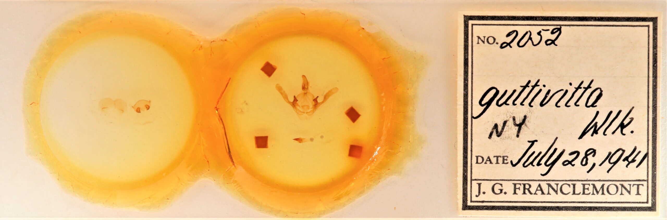 slide view of adult Cecrita guttivitta